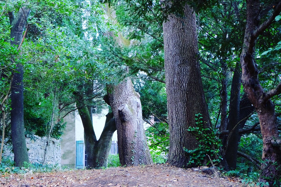 ARBRES